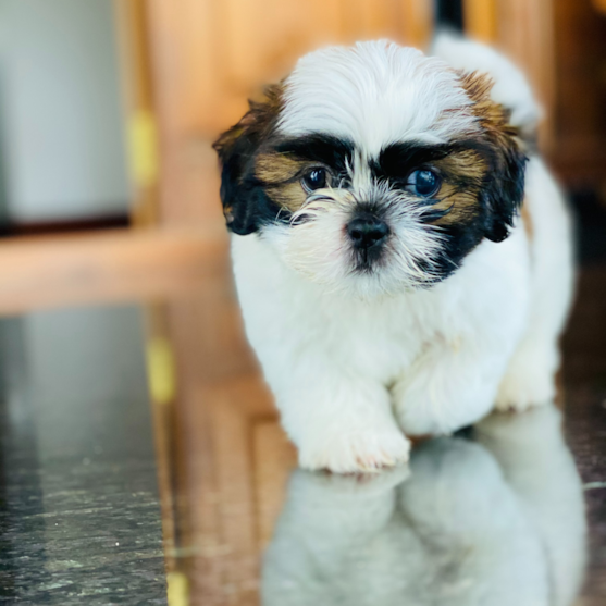 mal-shi teddy bear mal-shi teddy bear puppy